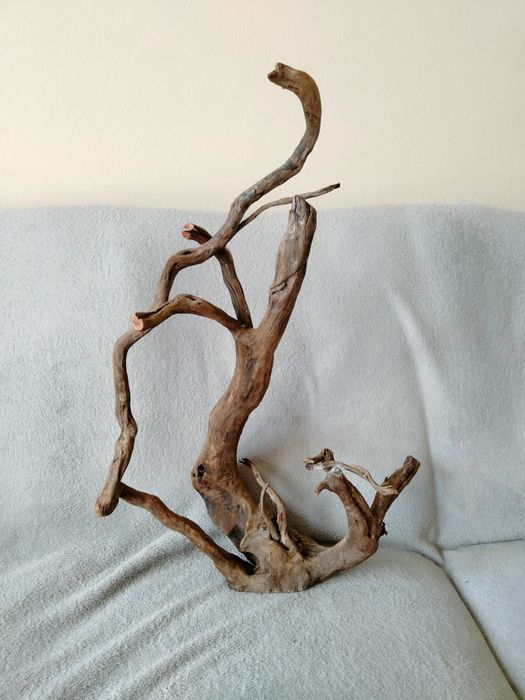 Piękny korzeń do akwarium