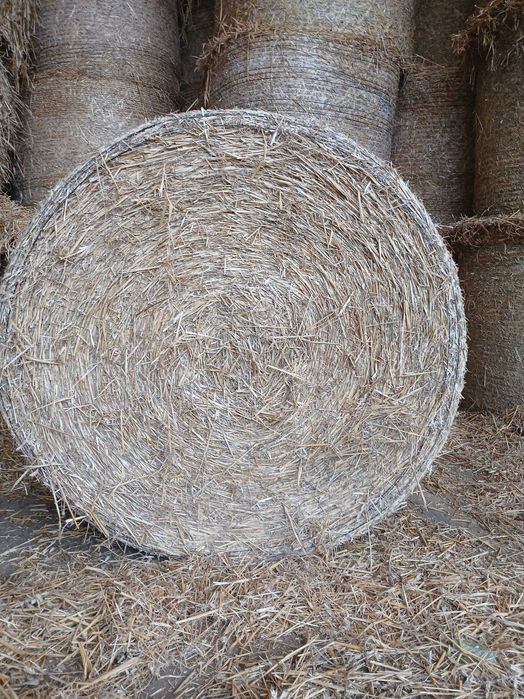 Słoma bale pszenna sucha