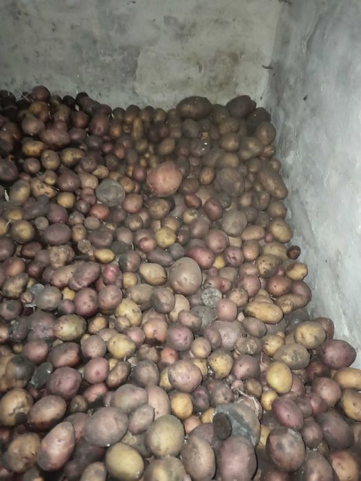 Продам дрібну картоплю 3 грн