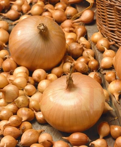 Сіянка домашня, від 2кг