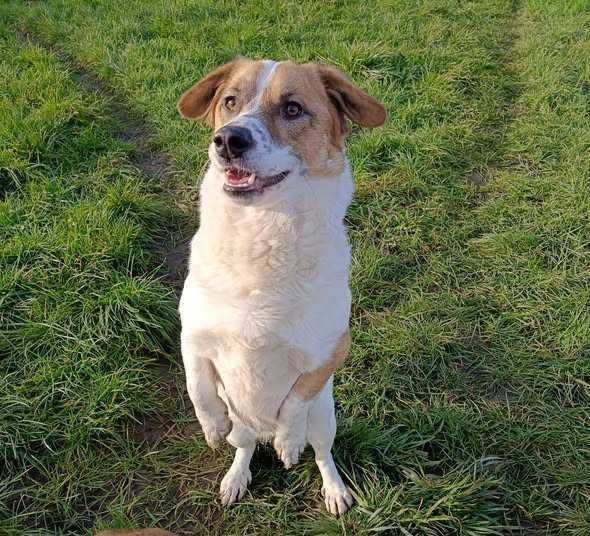 Pikuś poleca się do adopcji