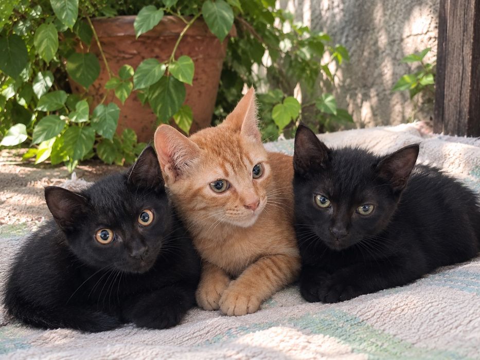 Gatinhos para adoção responsável