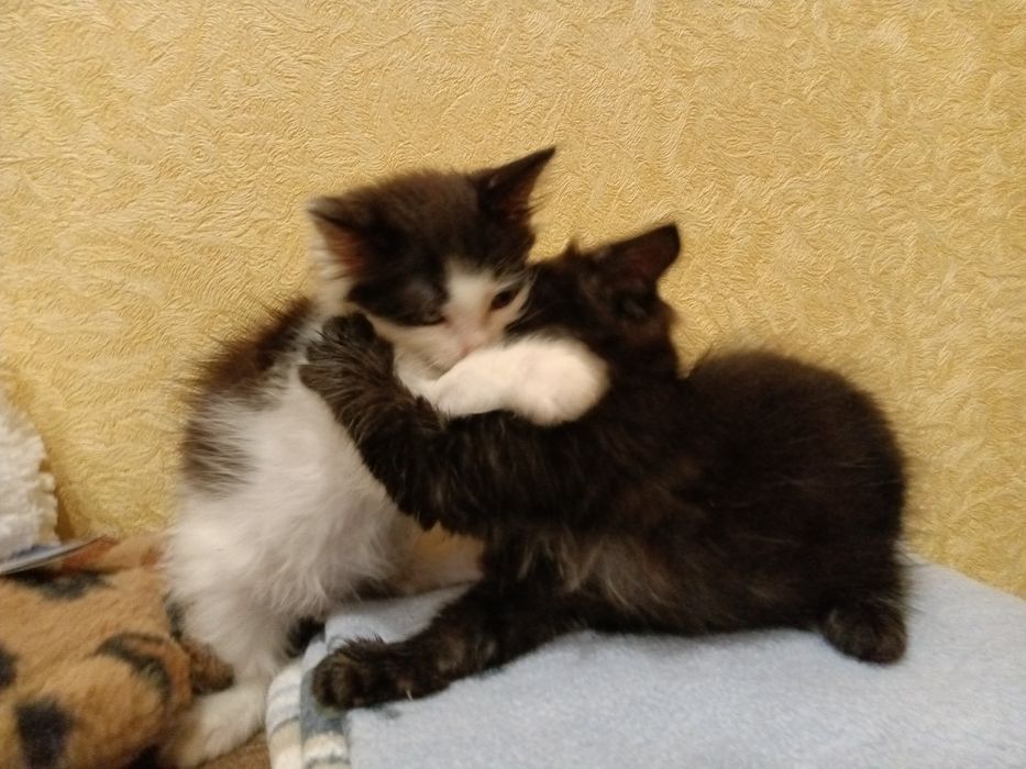 Шикарнючі котики шукають дім!