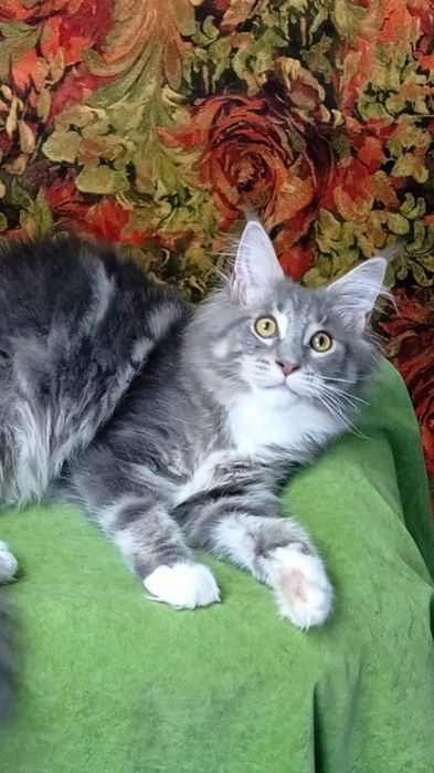 Детки малишня кунята