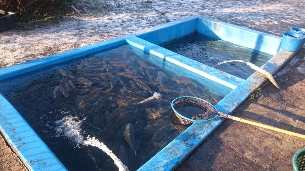 Hodowla i Sprzedaż Pstrąg Karp Amur Sum Lin Jesiotr  Szczupak.
