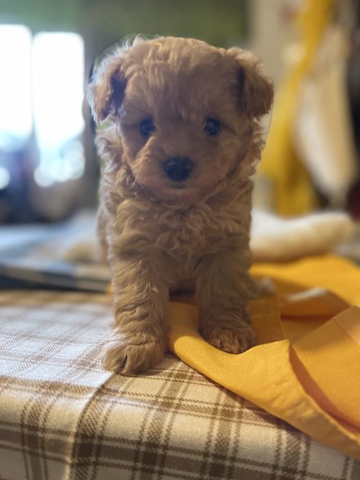 Цуцики помапу карамель