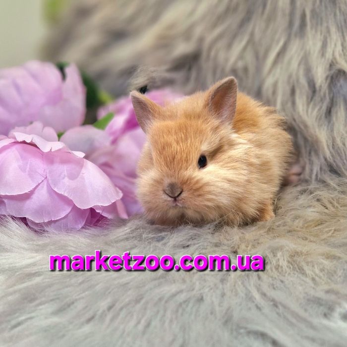 Карликовий кролик рудий карликовый Левоголовий Львиноголовый Lionhead