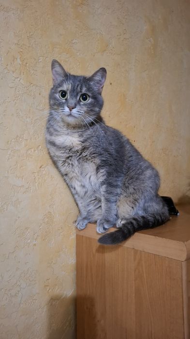 Суми. Кошечка в добрі руки.