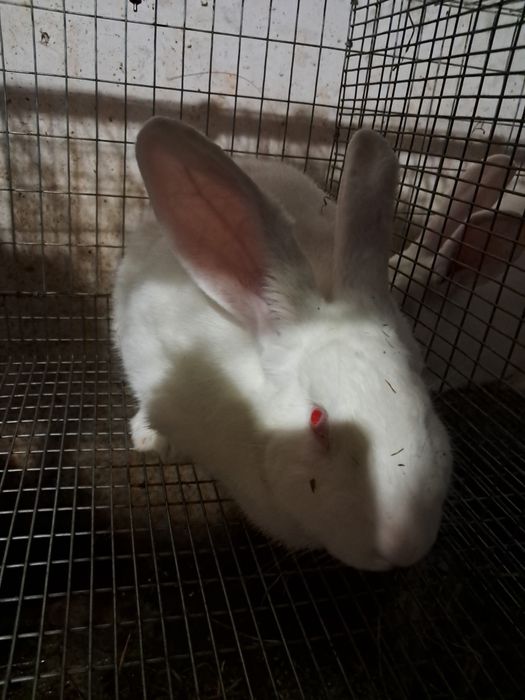 Продам кролі породи термонці