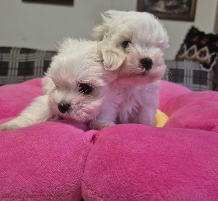 Maltańczyk piesek MINI 0,8 KG ZHPR