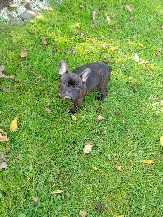 Buldog francuski czarny piesek