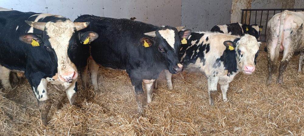 Buhaj byk rozplodnik byczek