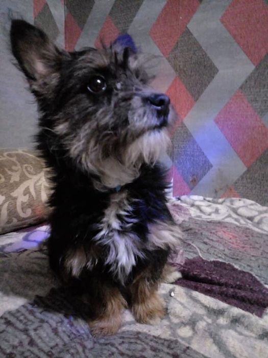 Тобік шукає сім‘ю! Вакцинований від сказу