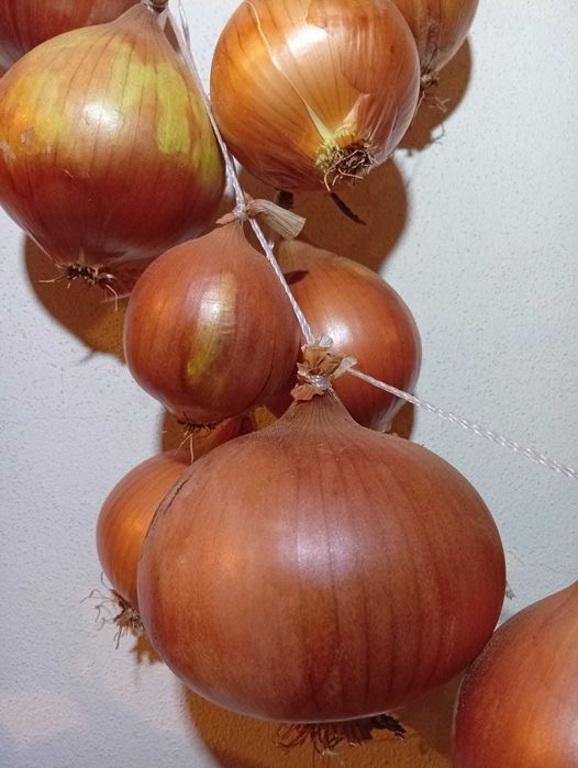 Limão, cebolas, abobora manteiga. Biológico