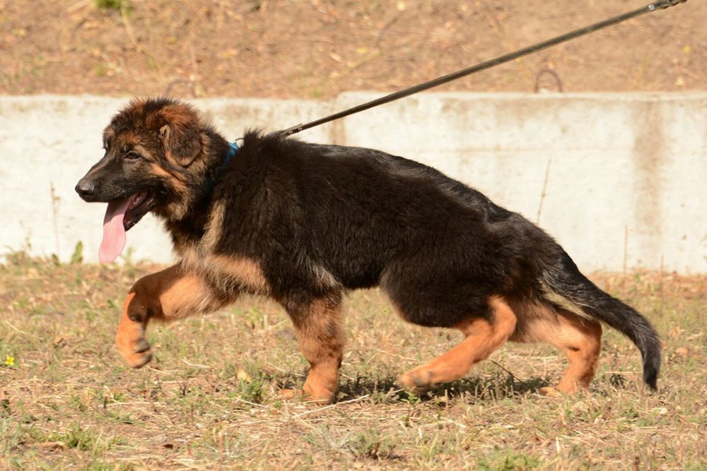 Кобель немецкой овчарки для вязки