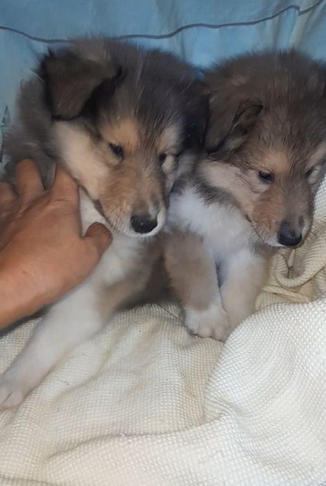 Колли   кобельки