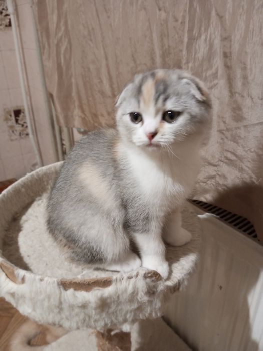 Продам шотландскую кошечку.