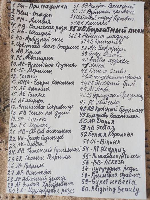Розпродаж дітки сортової фіалки по 40 грн за 1 кущик