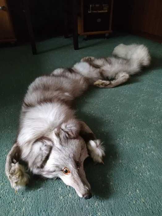 Etola z lisa srebrnego