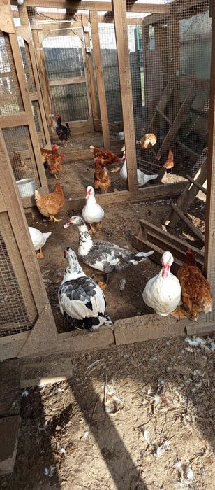 Домашні індоутки