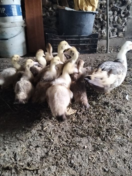 Vendem-se patos mudos