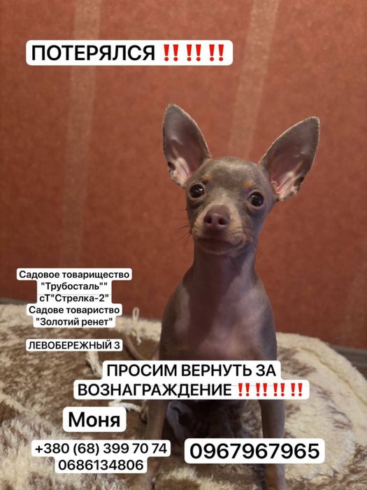 Пропала собака ‼️‼️‼️