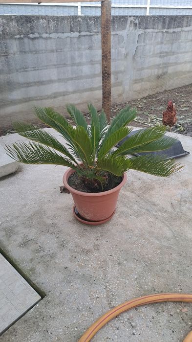 Planta Sica em vaso