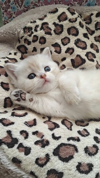 Шикарные девочка и мальчик серебристые шиншиллы