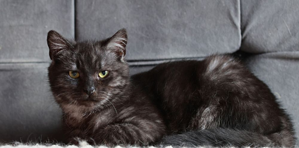 Daj nam wspólny dom- Sasha i Merlin