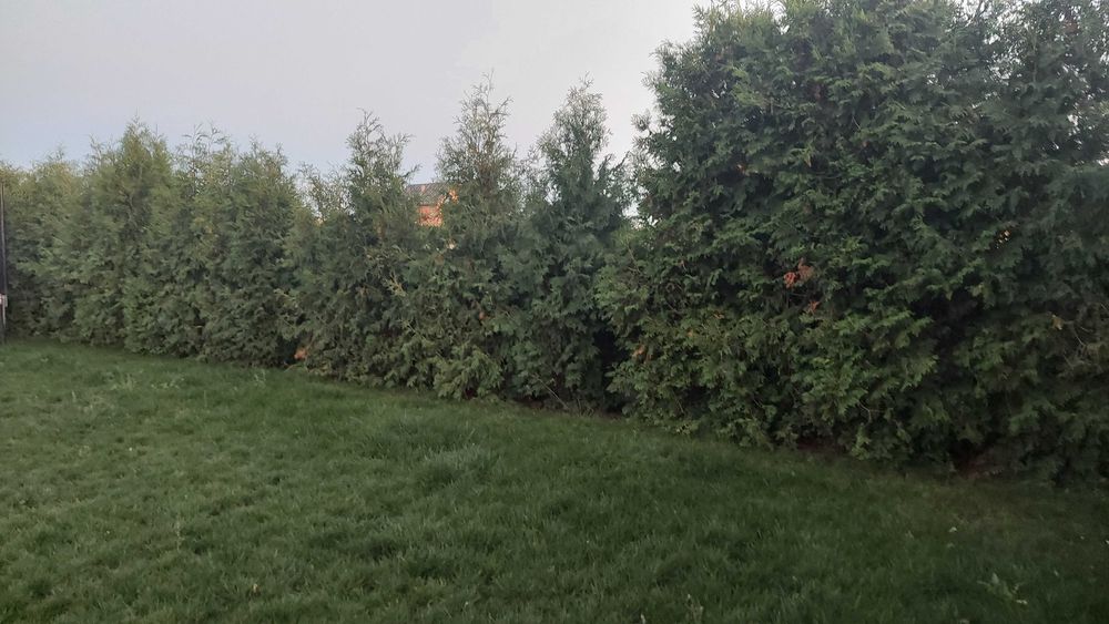 tuje brabant 20szt gratis 3szt za worki z ziemią oddam