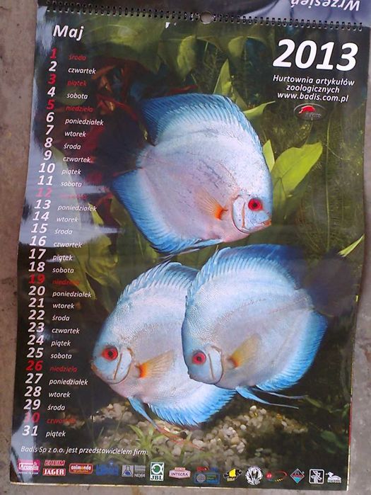 Wielki kalendarz - Badis akwarium ryby