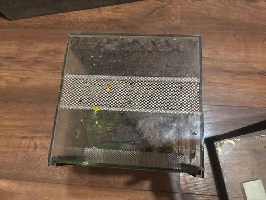 terrarium z rzeczami dla pająka