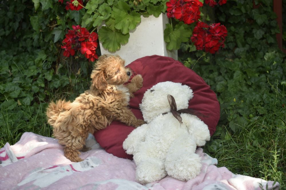 Maltipoo Antonina-Antosia