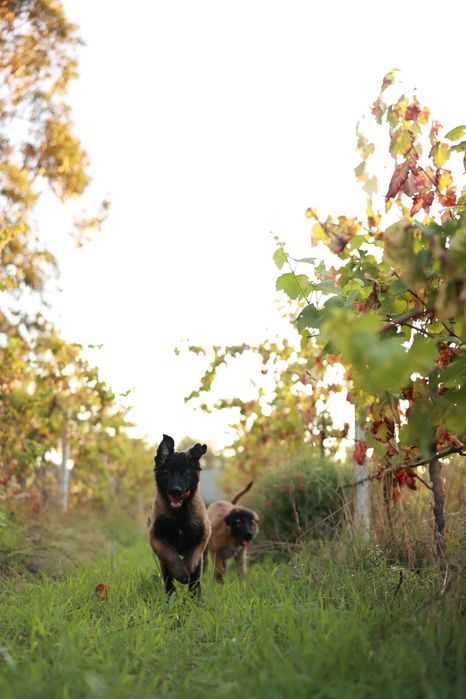 Cadela Serra da Estrela - 2,5 meses