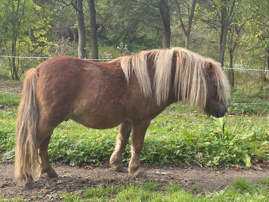Kuc Ogier shetland