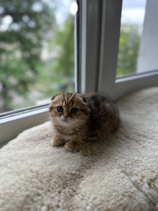 Шотландская кошка