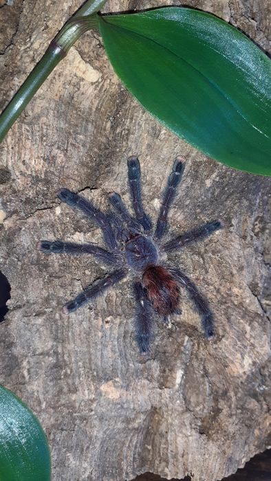 Avicularia Peru purple/ avicularia juruensis m2 peru purple smaica 2dc