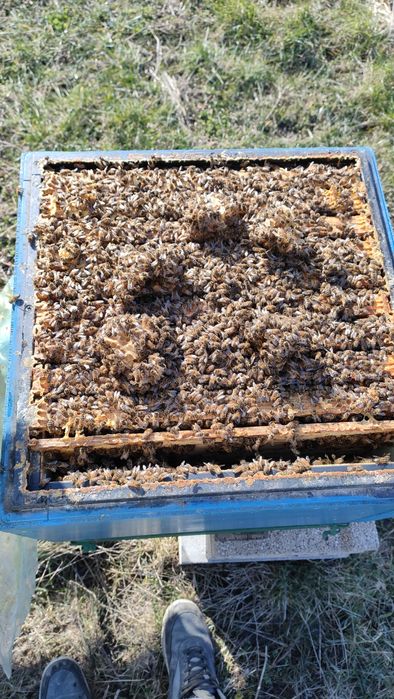 Rodziny pszczele z ulem Wlkp lub bez