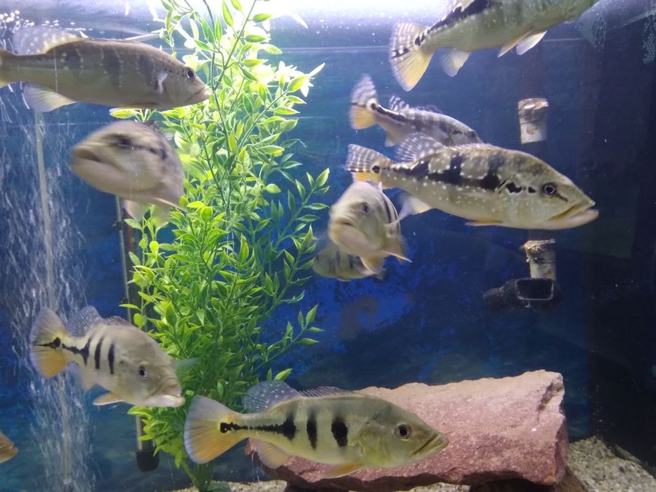 Cichla Blue Azul Piquiti 20-25 cm