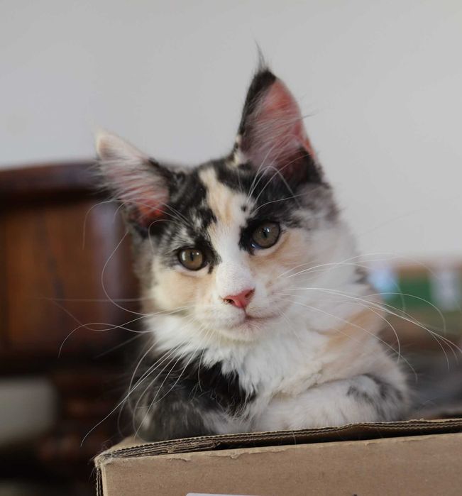 Kotka Maine Coon - Bydgoszcz