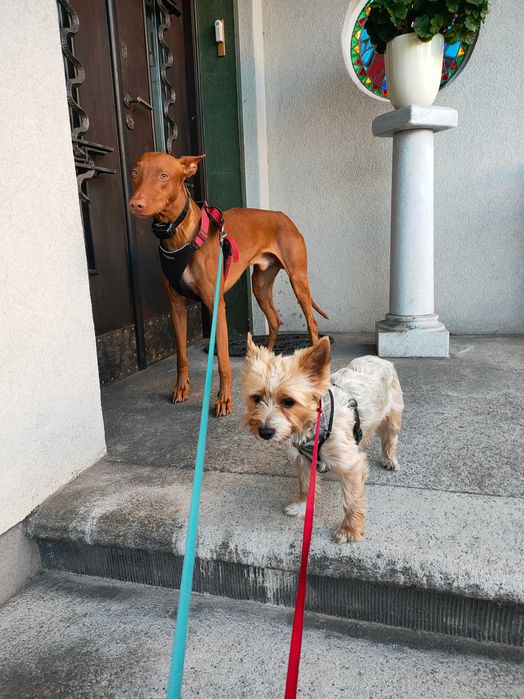 Petsitter, hotel dla psów, opieka nad psem, spacery