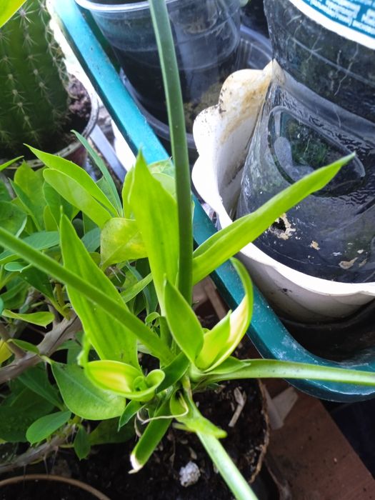 Кімнатний Бамбук