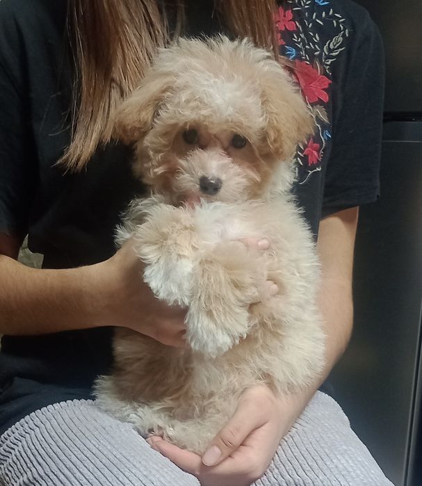 Bichpoo szczeniaczek