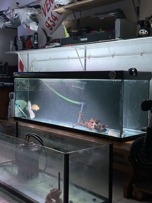 Aquário / Aquarios  grandes / terrario