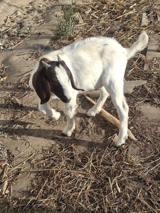 Chibo Boer, com 5 meses