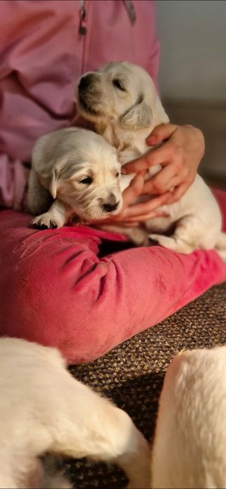 Golden Retriever FCI,  suczka zkwp