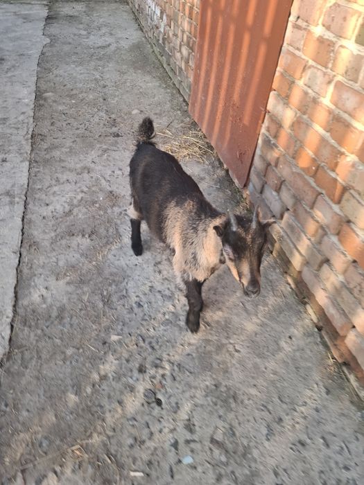 Козеня породи ламанча