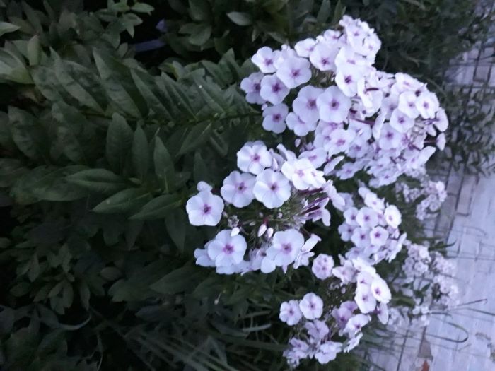 флоксы многолетник