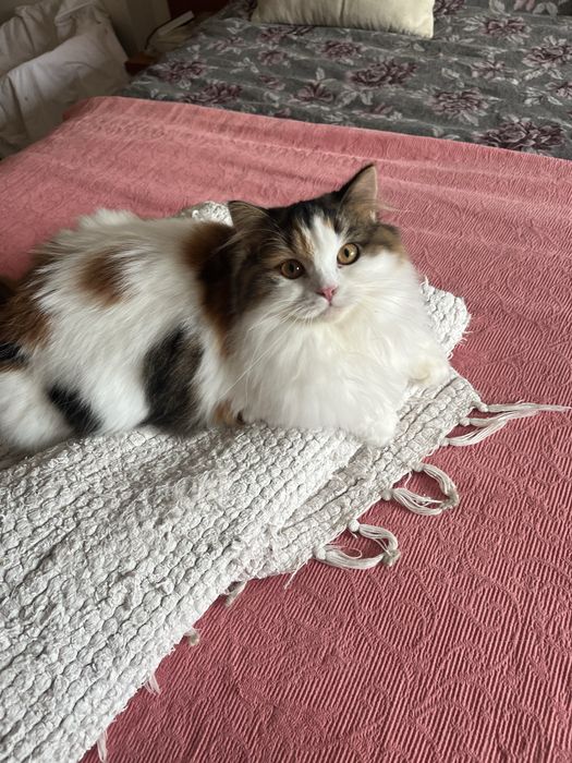 Fêmea Haighland straight/