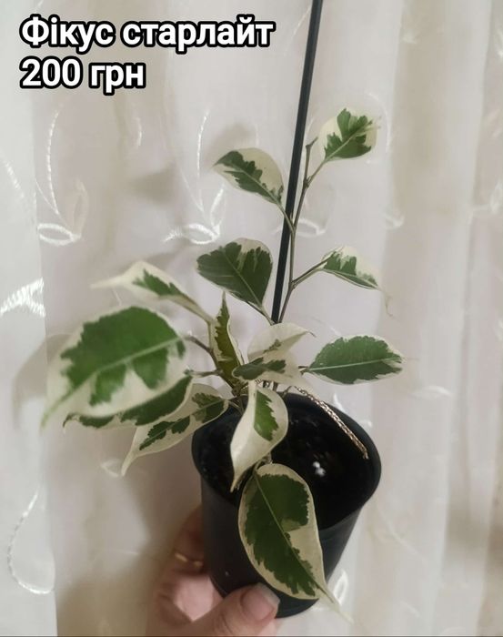 Фікус данієль, твайтлайт, кьорлі,